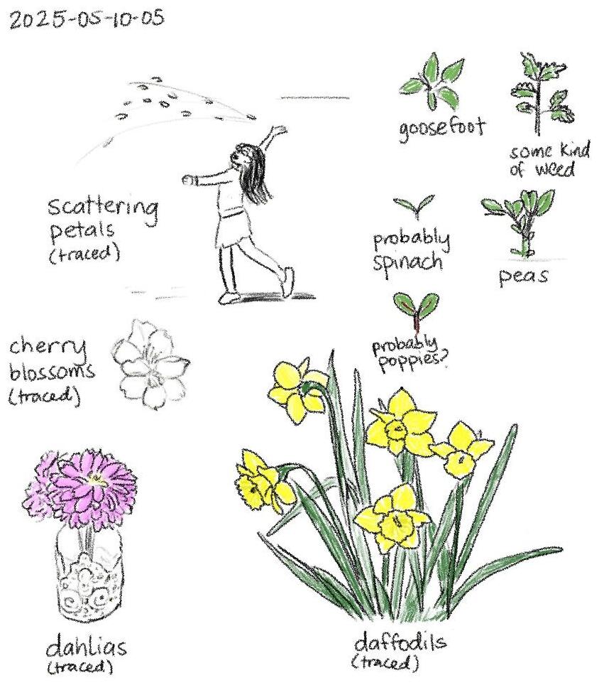 2025-05-10-05 Flowers and sprouts #drawing #gardening.jpg