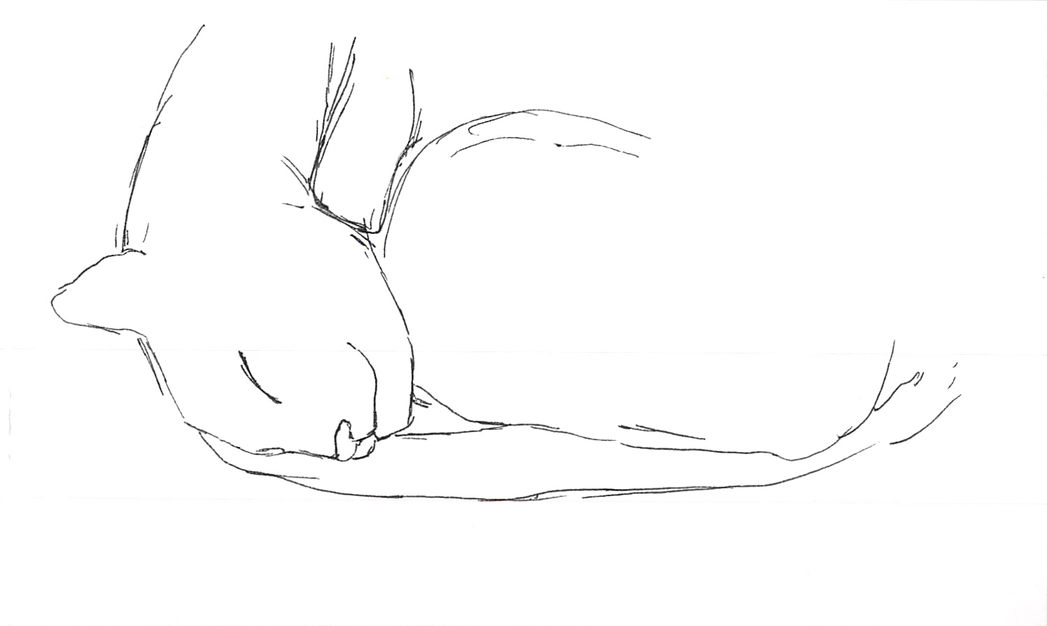 2015-01-11 Neko sleeping -- index card #cat.png