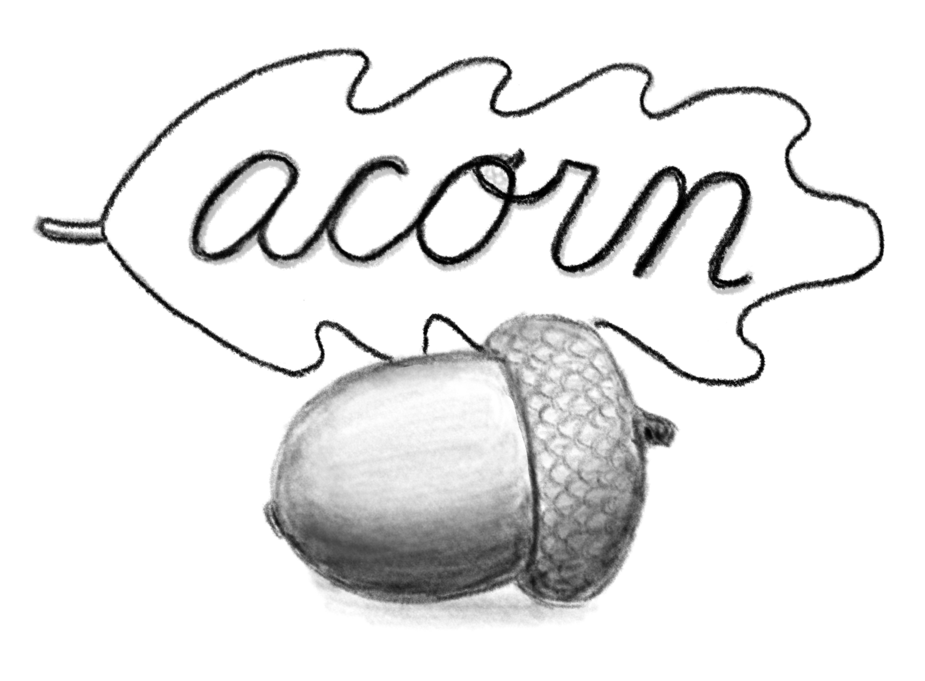 2025-02-18-07 Acorn -- drawing SimplyDraw.jpg