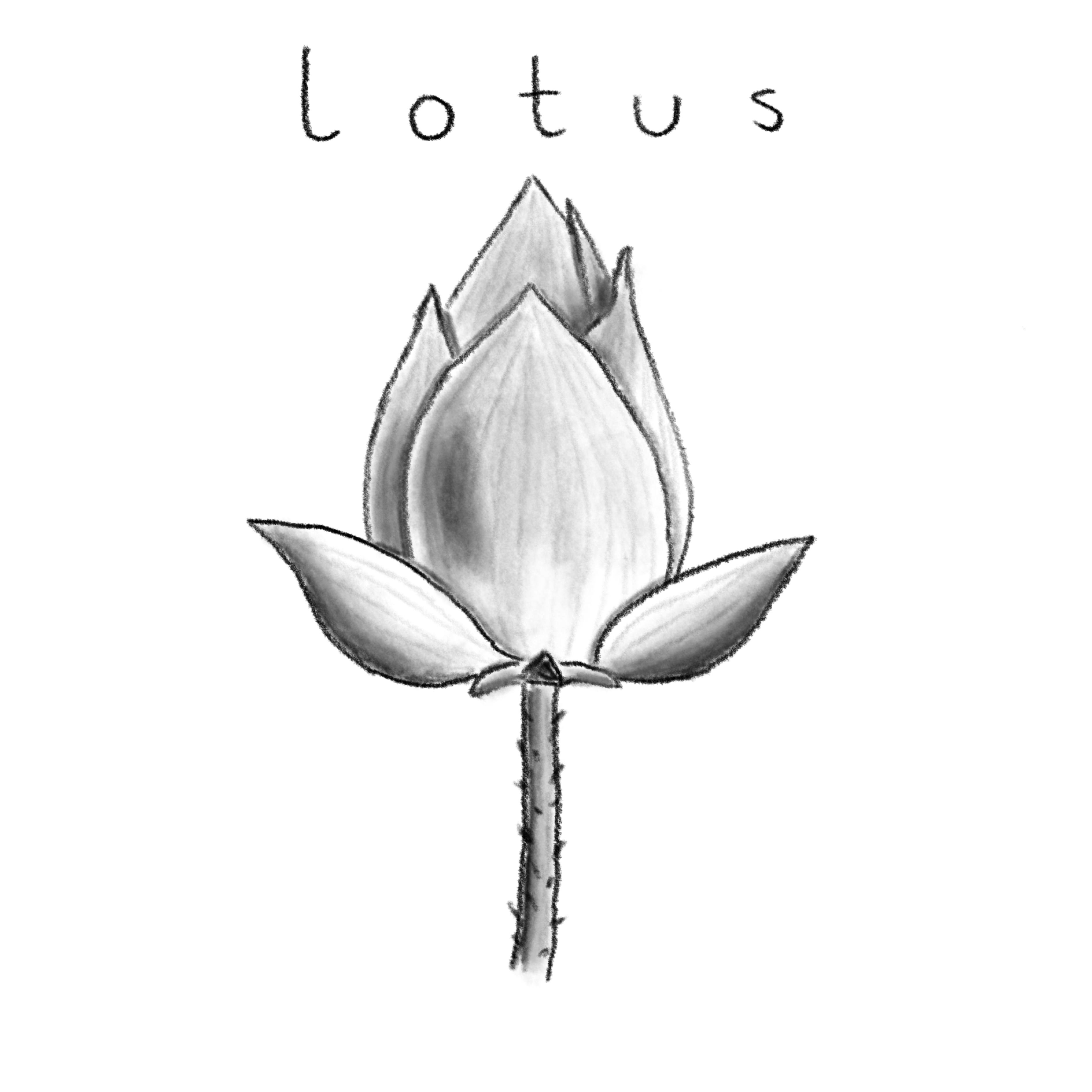 2025-02-20-04 Lotus -- drawing SimplyDraw.jpg