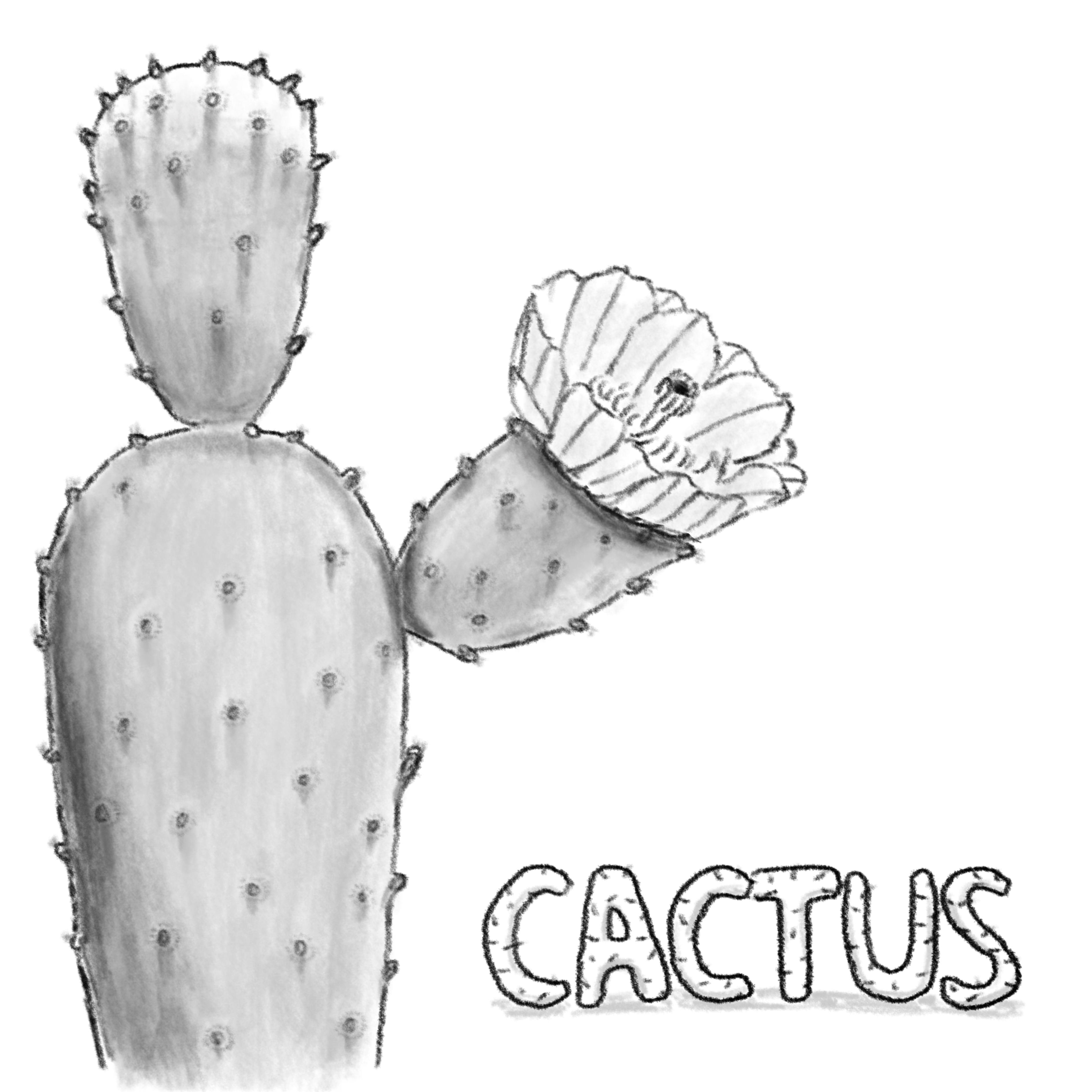 2025-02-20-05 Cactus -- drawing SimplyDraw.jpg